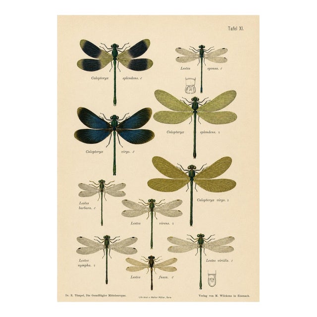 Richard Tümpel, Calopteryx & Lestes Damselfly from Die Geradflügler, 1908, Lithograph For Sale