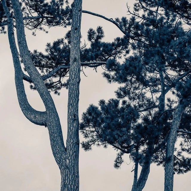 Not Yet Made - Made To Order Guy Sargent, The Pine Tree, Archival Pigment Print For Sale - Image 5 of 6