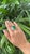 Modern 24.87 Carats, Natural Zambian Emerald Sugarloaf & Yellow Diamonds Cocktail Ring, Us Size 6.5 For Sale - Image 3 of 11