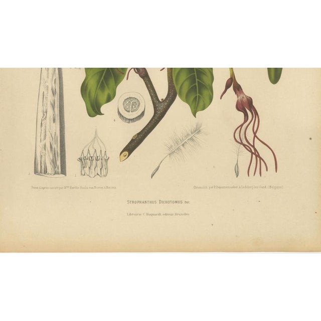 Berthe Hoola van Nooten, Poison Arrow Vine, 1880, Chromolithograph For Sale - Image 6 of 9