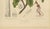 Berthe Hoola van Nooten, Poison Arrow Vine, 1880, Chromolithograph For Sale - Image 6 of 9