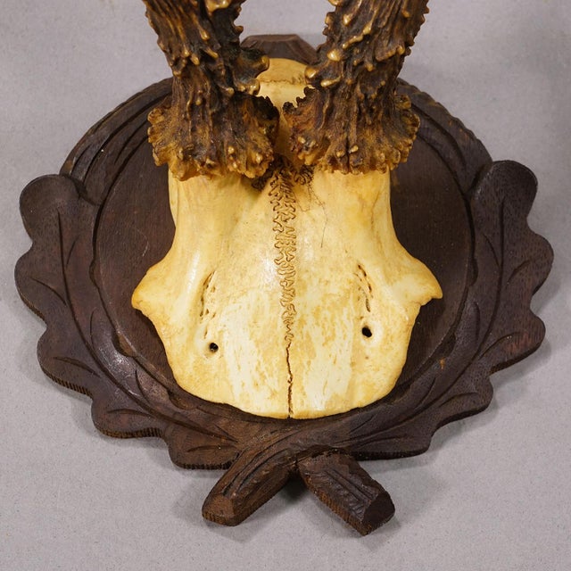 Early 20th Century Antique Red Deer Trophy on Carved Plaque, Black Forest, Germany ca.1935 For Sale - Image 5 of 5