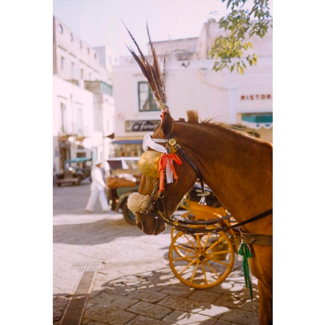 Reigns and Feathers by Toni Frissell A decorated horse and its cart await their travels in a Capri market, 1959. (Photo by...