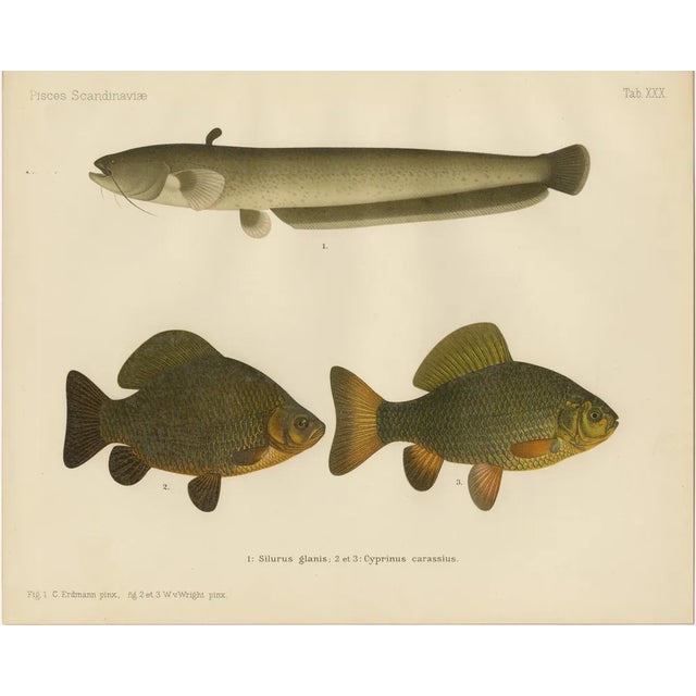 Scandinavian Freshwater Fish, 1895, Paper For Sale