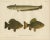 Scandinavian Freshwater Fish, 1895, Paper For Sale