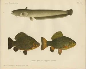 Scandinavian Freshwater Fish, 1895, Paper