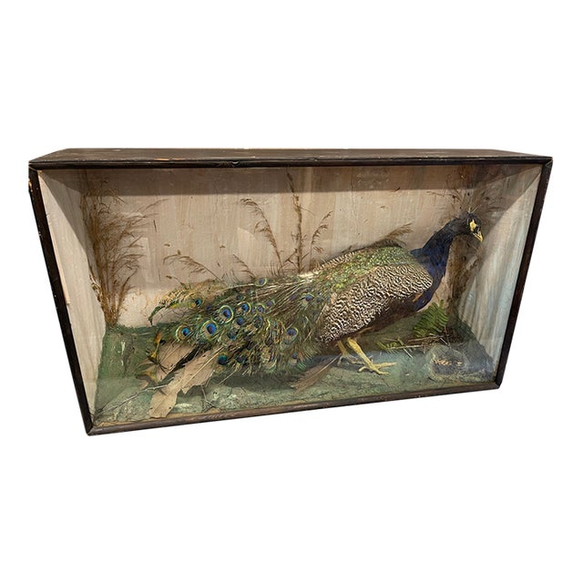 Antique 19th Century Large Peacock Taxidermy Shadow Box Diorama Case For Sale