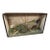 Antique 19th Century Large Peacock Taxidermy Shadow Box Diorama Case For Sale