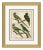 18th Century Parakeet Engravings II Framed Art Print For Sale