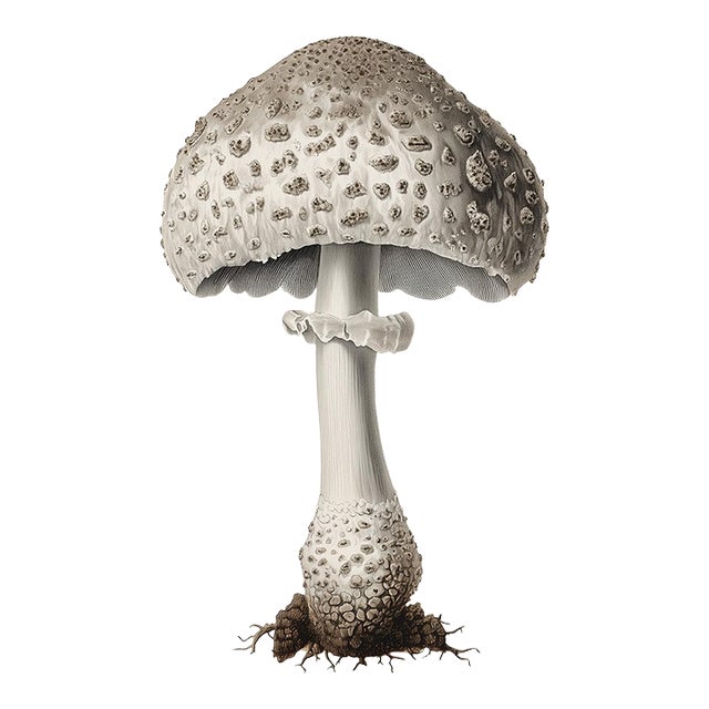 6" X 9" 'Lead-Grey Puffball' or 'Bovista Plumbea' Mushroom - Original Botanical Herbarium Watercolor & Pencil Fine Art Print For Sale