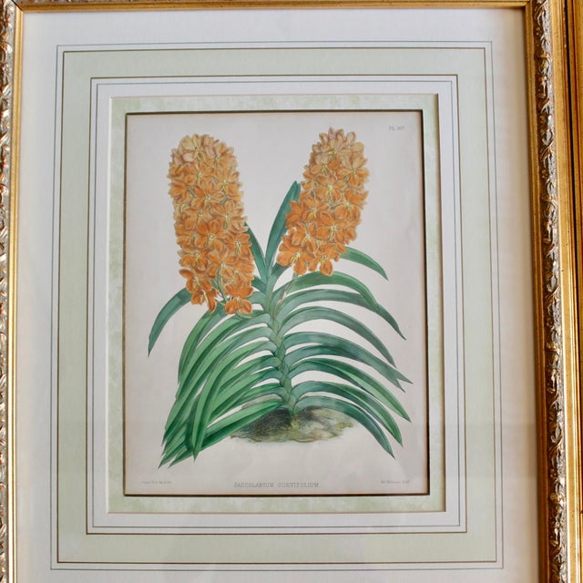 Set of Six Orchid Lithographs, 19th Century, by John Nugent Fitch For Sale - Image 11 of 12