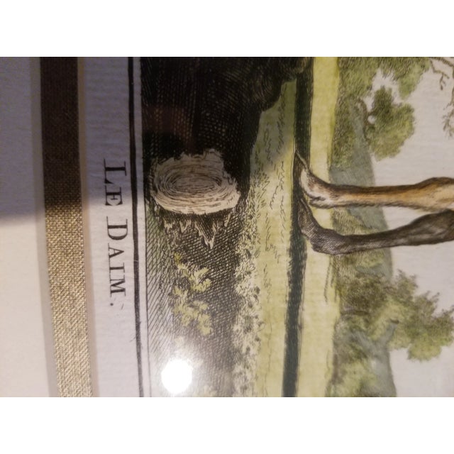 Beautiful Pair of 18th antique hand colored engravings in custom giltwood frames. Le Cerf and Le Daim