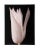 White Tulip Jonathan Singer American (1949–2019) Date: circa 2010 Digital Inkjet Print, signed verso Edition of AP Image...