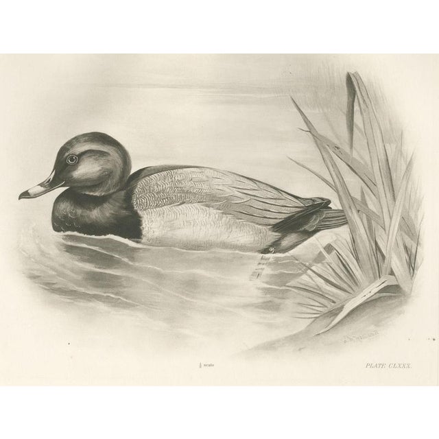 Paper After Lilian Medland, Pochard, 1909, Print For Sale - Image 7 of 7