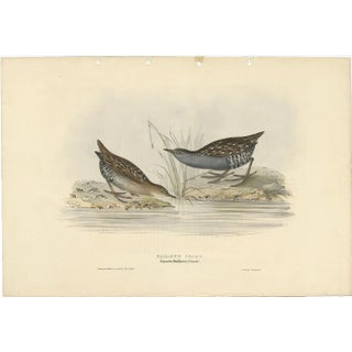 After Gould, Baillons Crake, 1832, Print For Sale