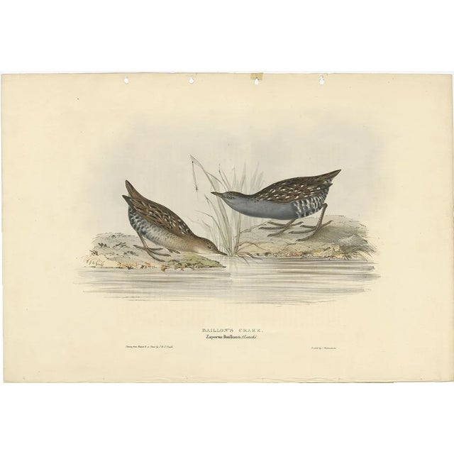 After Gould, Baillons Crake, 1832, Print For Sale