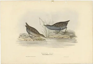After Gould, Baillons Crake, 1832, Print