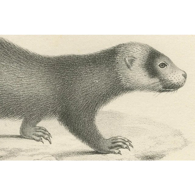 Mid 19th Century C.C. G. Zool., A Skunk and European Otter, 1836, Lithograph For Sale - Image 5 of 10