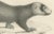 Mid 19th Century C.C. G. Zool., A Skunk and European Otter, 1836, Lithograph For Sale - Image 5 of 10