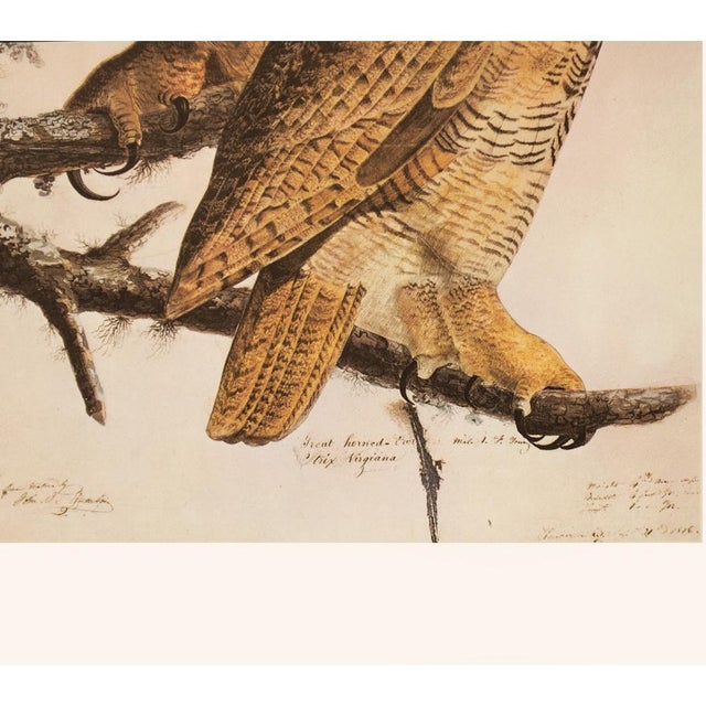 John James Audubon 1966 Vintage Farmhouse Cottage Print "Great Horned Owl" After John James Audubon For Sale - Image 4 of 8