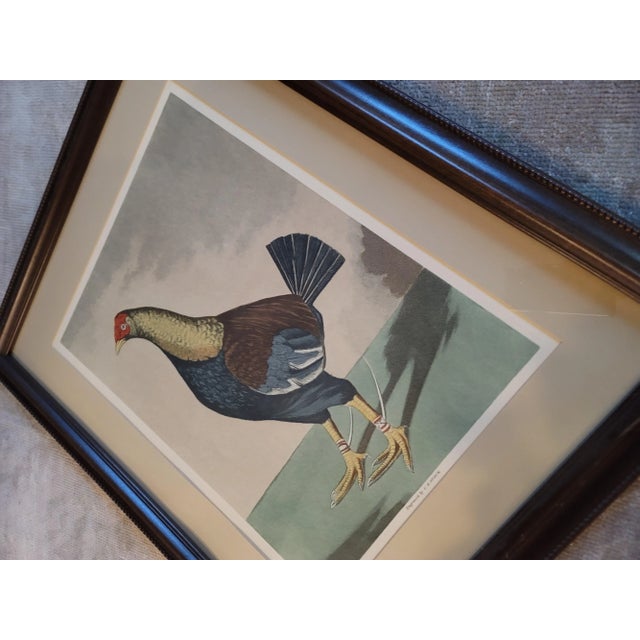Printmaking Materials Rooster-Late 19th Century Cr Stock Lithograph - Cockerel Rooster - Set of 2 For Sale - Image 7 of 7