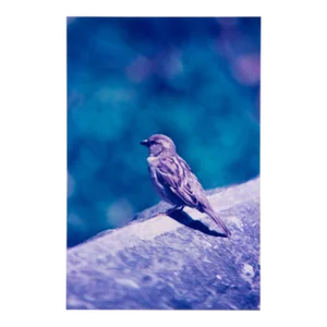 Original Signed James Sprouse "Bird" 1996 Color Photograph on Aluminum