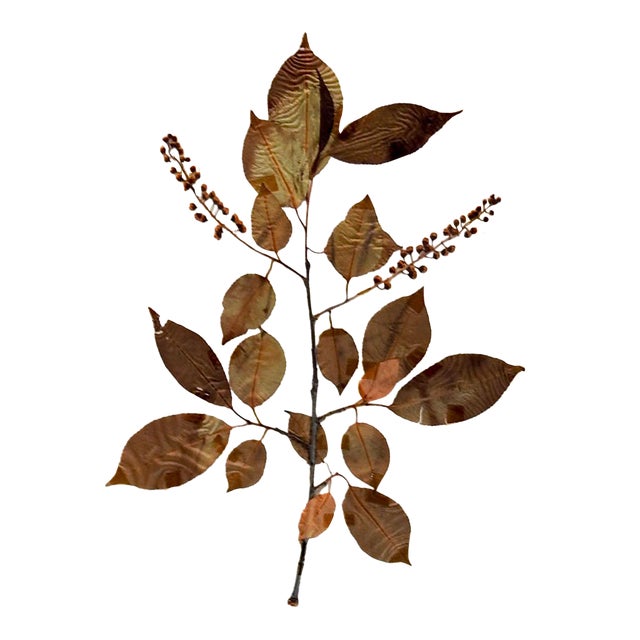 1930s North Carolina Bound Herbarium 34 Pressed Botanical Specimens For Sale