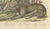 Early 19th Century Karl Joseph Brodtmann, Jaguar & Cougar, 1816, Lithograph For Sale - Image 5 of 9
