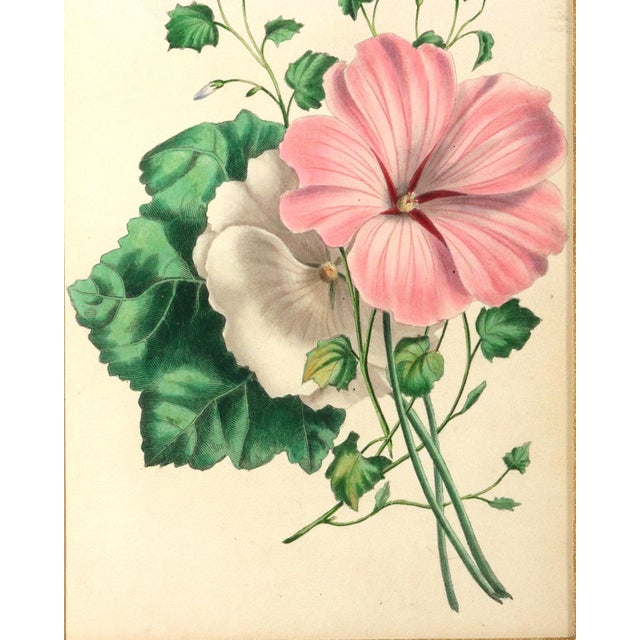 Lessons From the Vegetable World: Robert Mackenzie Stark Botanical Prints 1858 For Sale - Image 13 of 13