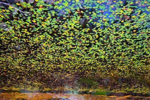 "Reflection 42" Lake in Fall Photograph