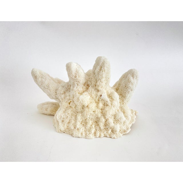 Natural Catspaw Coral Specimen For Sale In Los Angeles - Image 6 of 9