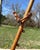 Wood Antique Oak Ball & Stick Easel: Victorian Eastlake Style For Sale - Image 7 of 10