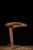 Vintage brass “Cobra” desk lamp manufactured by the Faries Manufacturing Co. of Decatur, Illinois, during the 1940s....