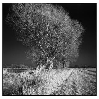 Paul Cooklin, West Thorpe IV, Silver Gelatin Photograph, Edition 2/10 For Sale