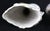 White Antique Sunflower Spill Vases - a Pair For Sale - Image 8 of 12