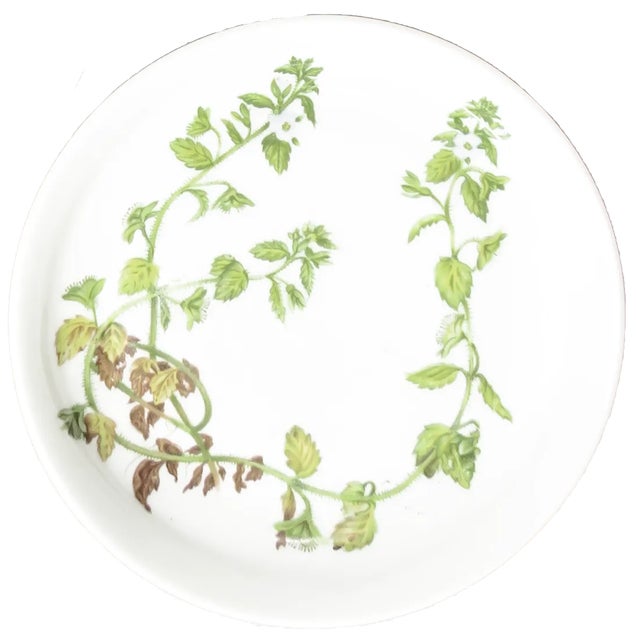 Trio of lovely Porcelaine de Paris botanical plates suitable for display or tabletop use. We believe the flower to be...