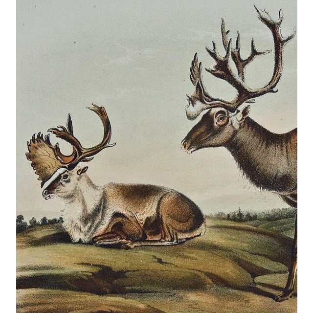 Mid 19th Century Audubon Caribou or American Reindeer: Original 19th C. Audubon Hand-Colored Lithograph, 1849-1854 For Sale - Image 5 of 5