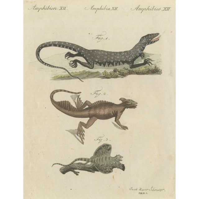 Bertuch, Monitor, Basilisk and Flying Dragon, 1805, Print For Sale - Image 12 of 12