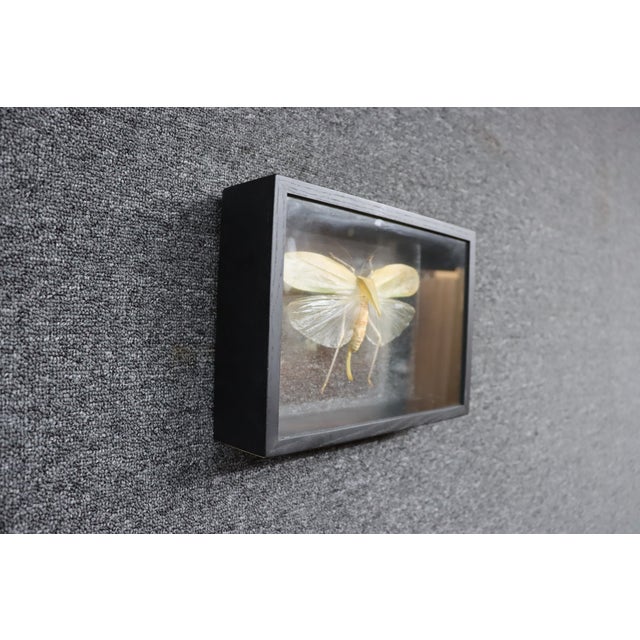 Glass Framed Giant Katydid Shadow Box Specimen Display For Sale - Image 7 of 9