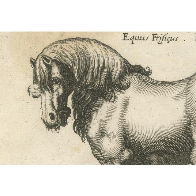 Jonstonus & Merian, Early Frisian and Hungarian Horse Engraving, 1650, Engraving For Sale - Image 6 of 12