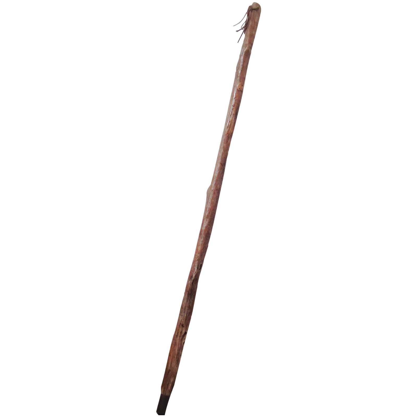 Organic Saguaro Cactus Hiking Walking Stick | Chairish