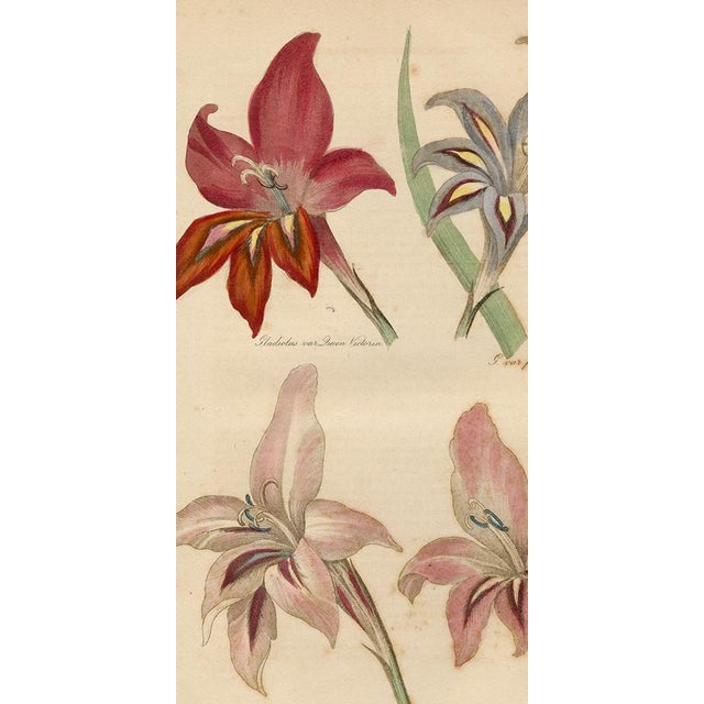 Hand-colored antique engraving from The Floricultural Cabinet and Florist's Magazine, circa 1838. Print is in very good...