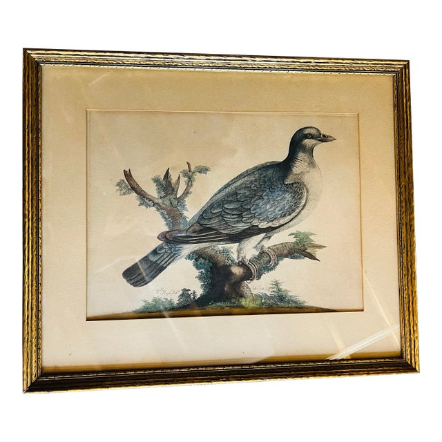 Antique Framed Hand Colored Ring-Dove or Wood Pigeon. Etching by G. Smith, Ca. 1775 Engraving For Sale