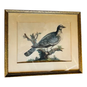 Antique Framed Hand Colored Ring-Dove or Wood Pigeon. Etching by G. Smith, Ca. 1775 Engraving