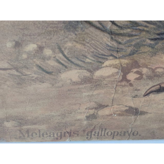 Paper Antique Educational Wall Chart, Lithograph, Turkey, 19th Century For Sale - Image 7 of 8