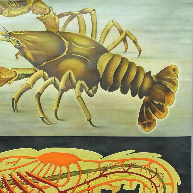 1960s Vintage Deco Crayfish Maritime Poster Pull-Down Wall Chart by Jung Koch Quentell For Sale - Image 5 of 6