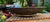 African Set of 4 Large Vintage Zambian Makenge Tree Root Baskets - 23" to 24" For Sale - Image 3 of 12