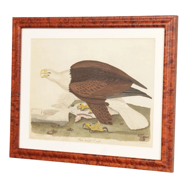 Alexander Lawson 'White-Headed Eagle' Hand Colored Engraving For Sale