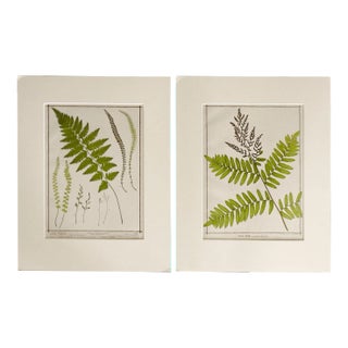 Antique 1885 English Chromolithograph Ferns - a Pair For Sale