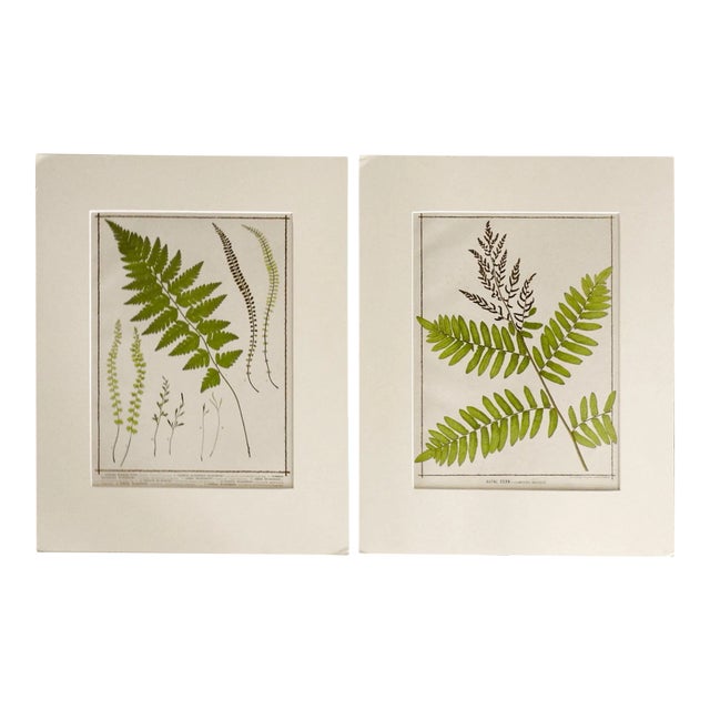 Antique 1885 English Chromolithograph Ferns - a Pair For Sale